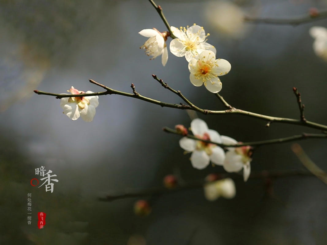 植物风光,春天里的梅花