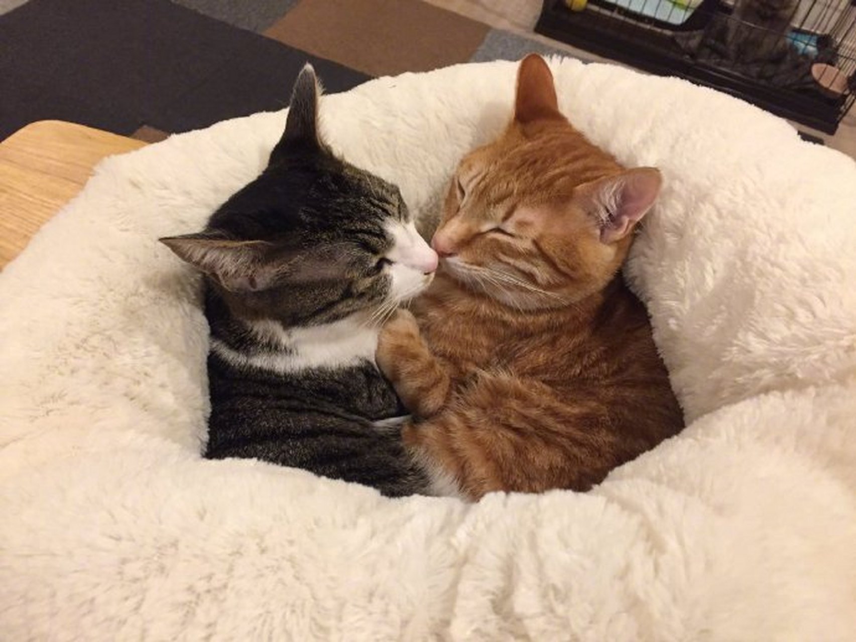 万物皆可云#【云吸猫】猫咪抱在一起睡觉,画面好疗愈啊.