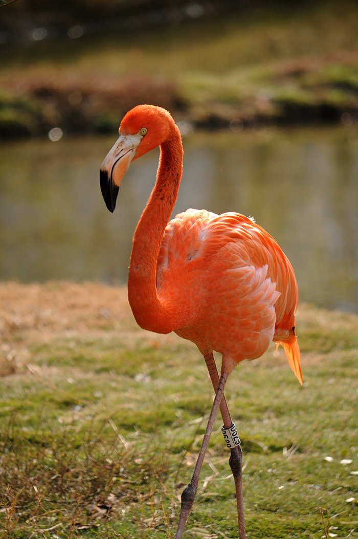 "丧失"生育能力的火烈鸟竟然下蛋了!原因让人意想不到!