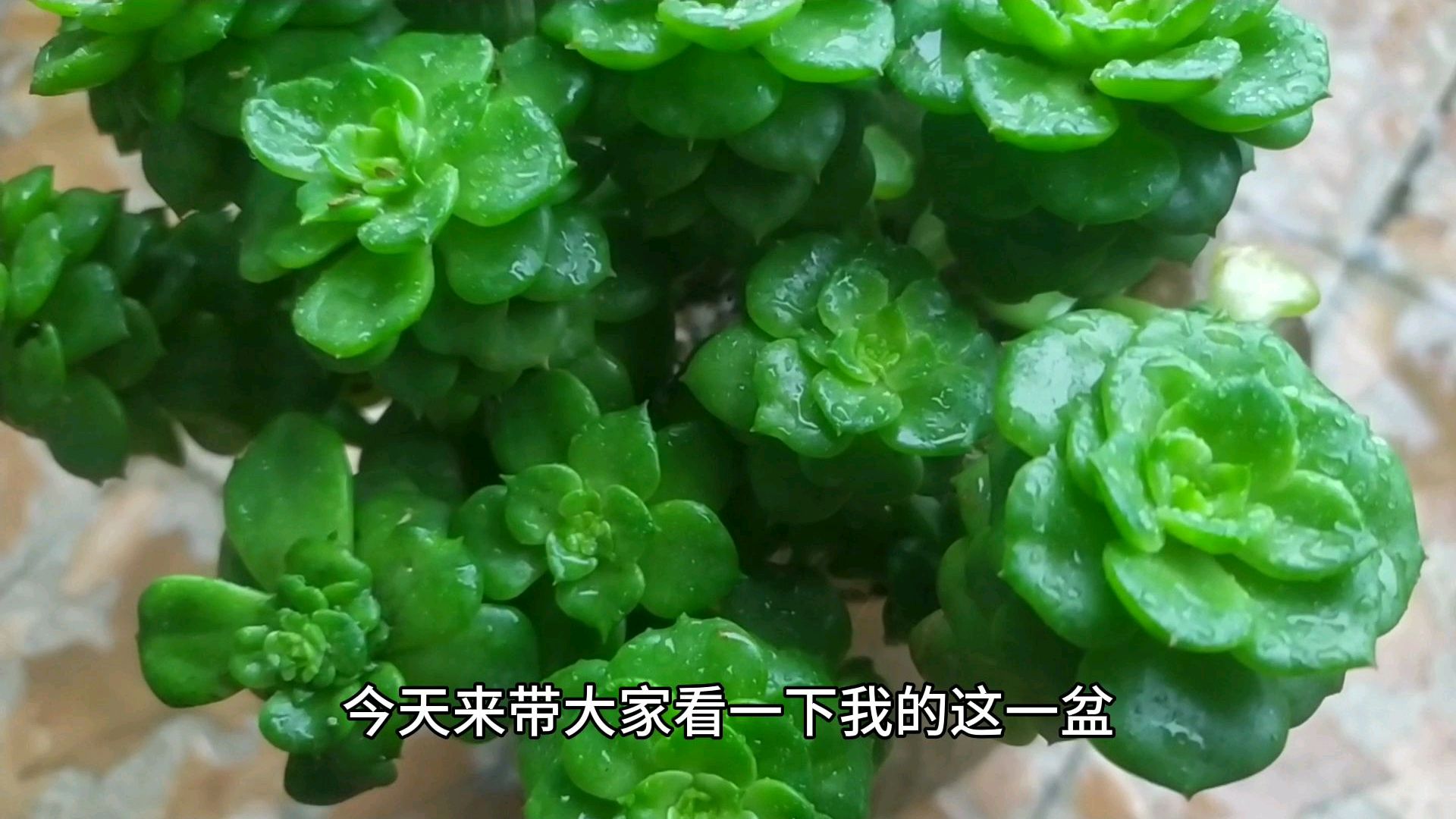 了解多肉中的佼佼者蜡牡丹，养护方法“简单粗暴”也照样美美的