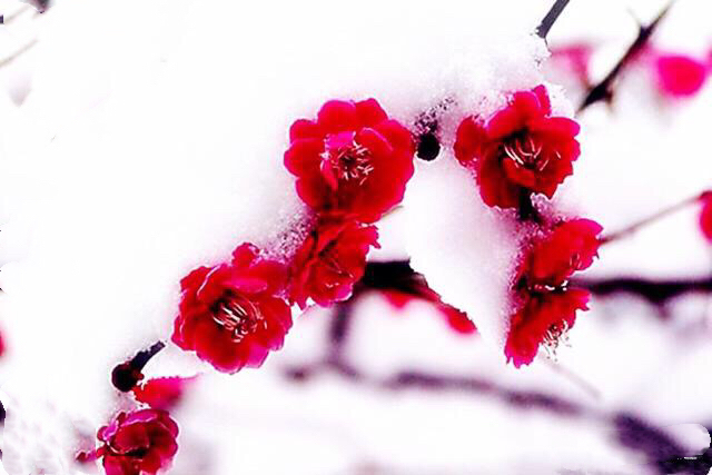 迎新春寒梅映雪梅更红