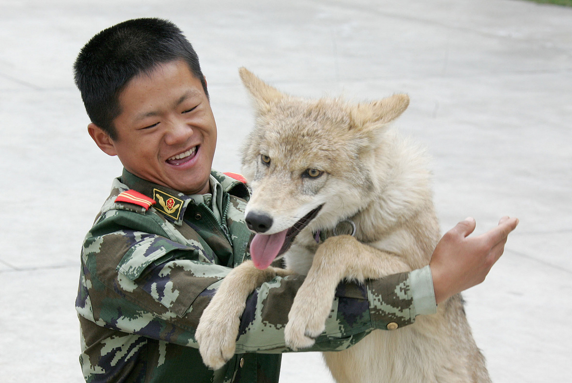 幼狼掉入冰河,解放軍戰士王偉拼命相救,沒想到一個月後,狼群居然在