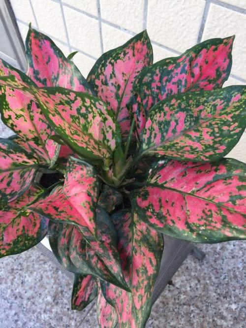 一花一世界,一叶一菩提——奇花异草彩叶万年青,花语赠花常识