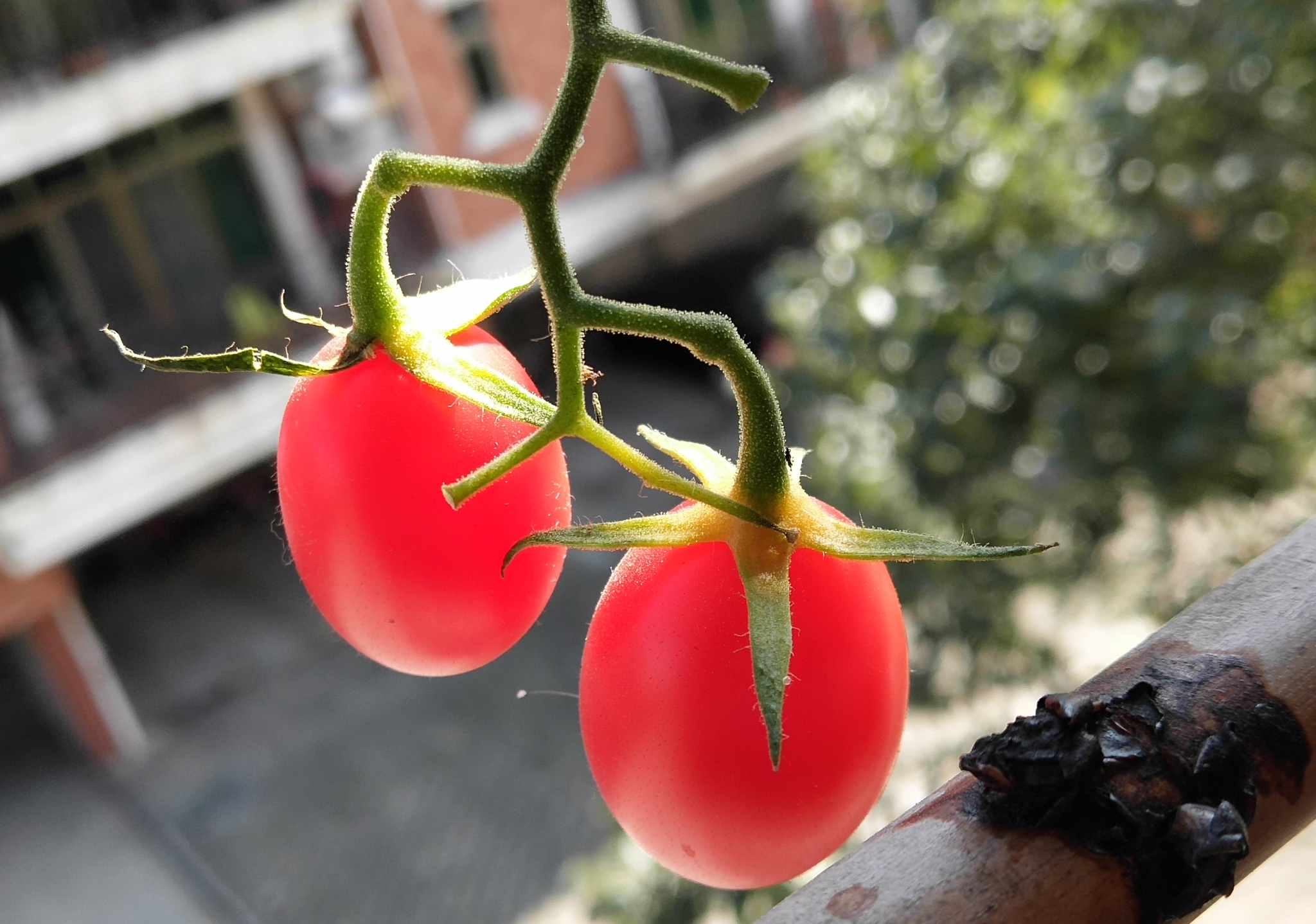 阳台上怎么种植番茄?这几个步骤让你树枝挂满红灯笼(西红柿)
