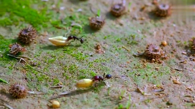 忙碌的搬运工,储存食物的蚂蚁 记录大片《微观世界》经典镜头