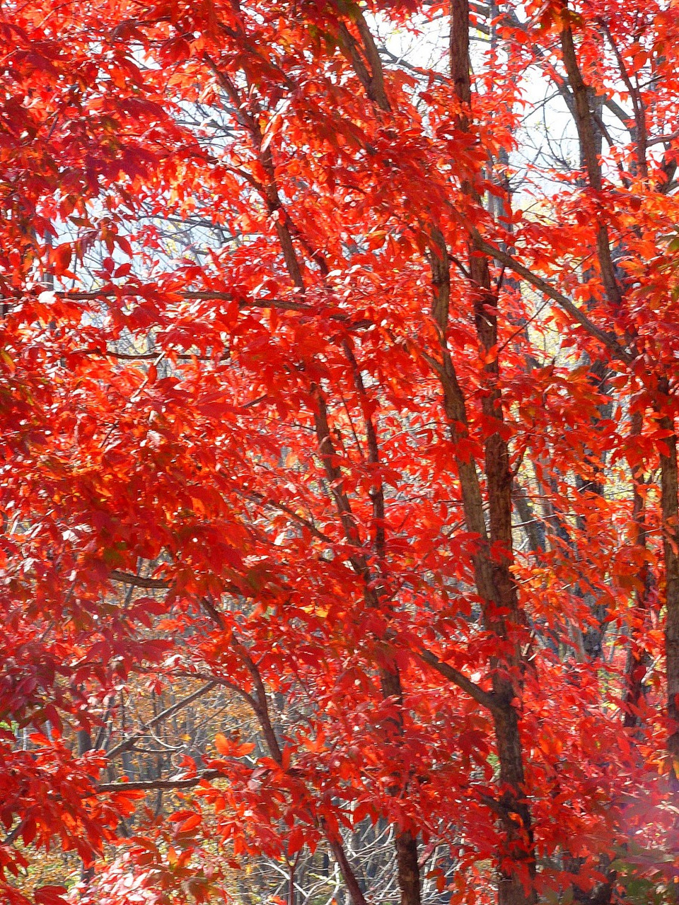 93满山遍野的红枫叶,清清地溪水,这样的风景你难道不想来看看吗?