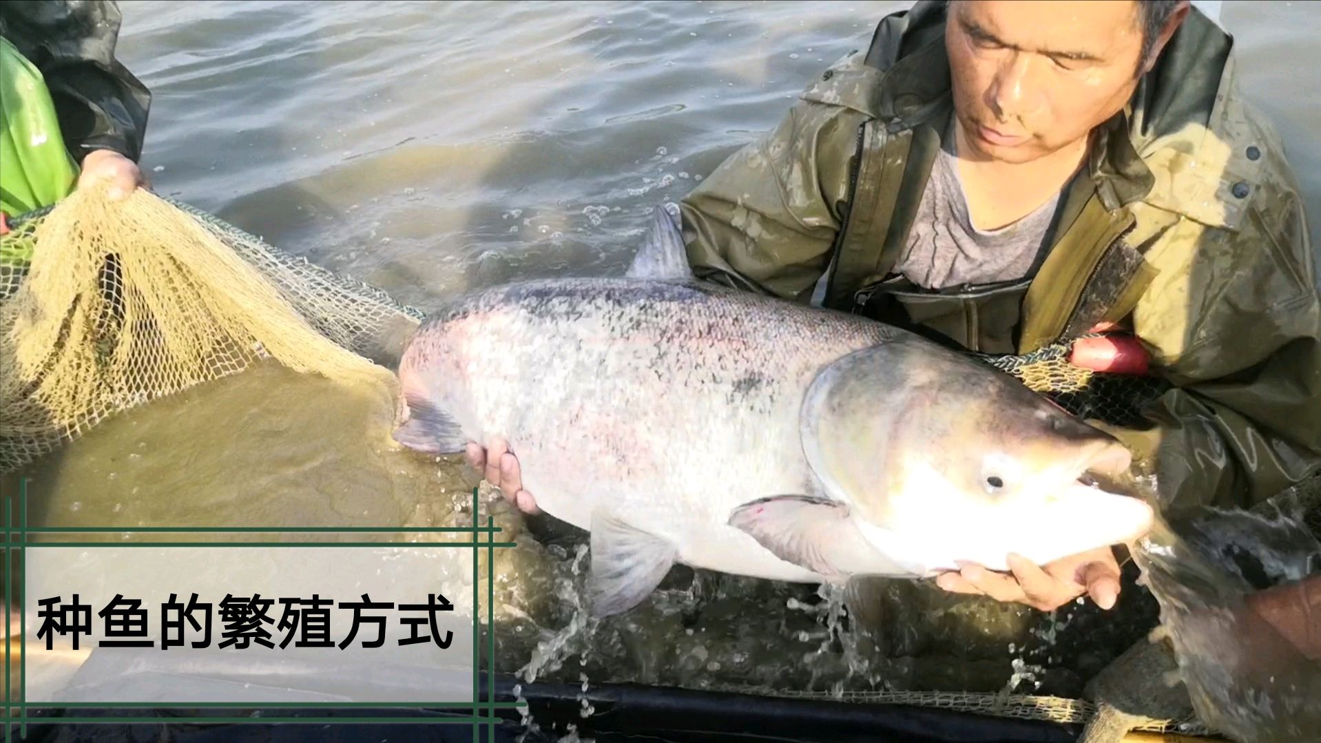 淡水鱼怎样繁殖?鱼花基地人工催产授精,配对打针取卵孵化
