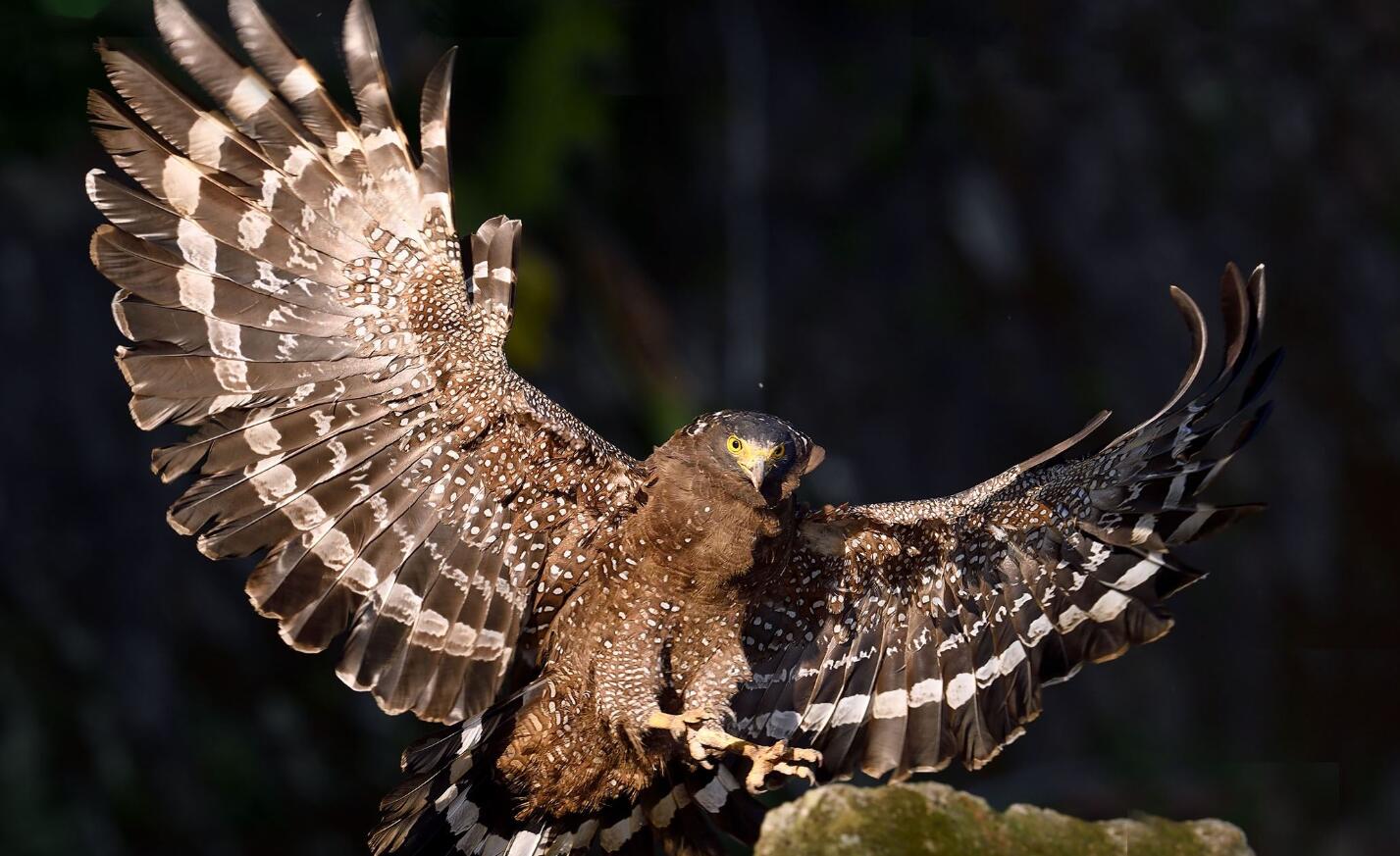 蛇鹰300米高空盘旋,瞬间"锁定"1.2米长有毒眼镜蛇,并抓起吞噬