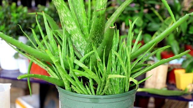 把芦荟当宝贝养,二十多年长了两米高,枝干粗壮还能开花