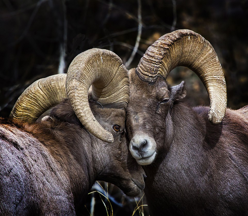 为爱决斗!美国两大角公羊为争配偶苦斗6小时