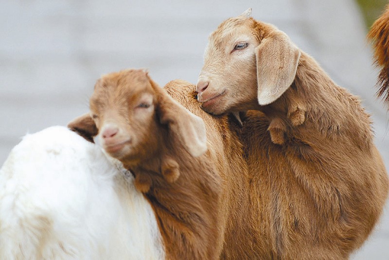 肉羊常见细菌性传染病:黑羊肺炎,羊李氏杆菌病,羔羊大肠杆菌病