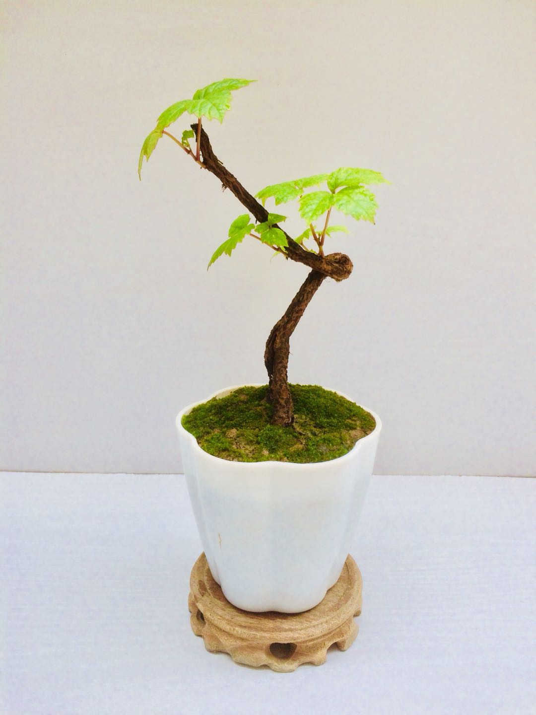 大神操作:"软趴趴"的爬山虎也能养成"老桩盆景",太有趣了!