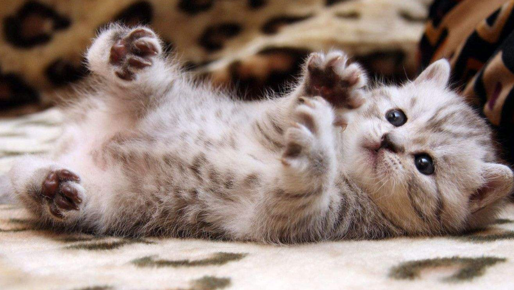 猫咪真的是一种超级好奇的小动物,它们虽然谨慎,但是却仍旧抵挡不过