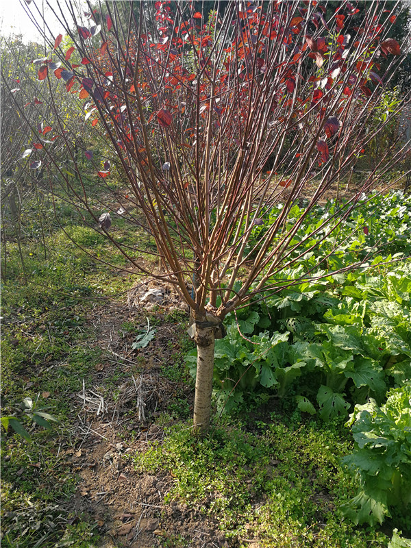 想制作美人梅盆景?来这边广汉园林教你!