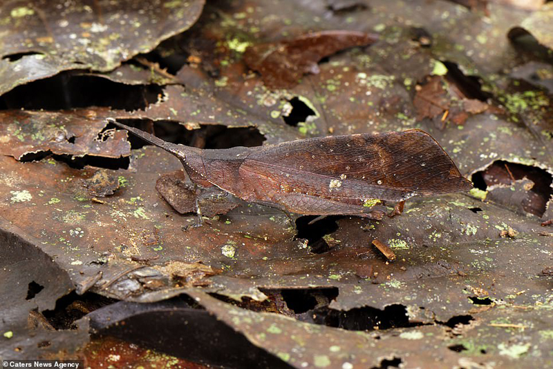 让人惊叹!盘点动物世界里的隐形大师