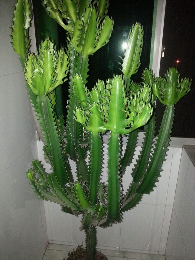 龙骨树 - 热门商品专区