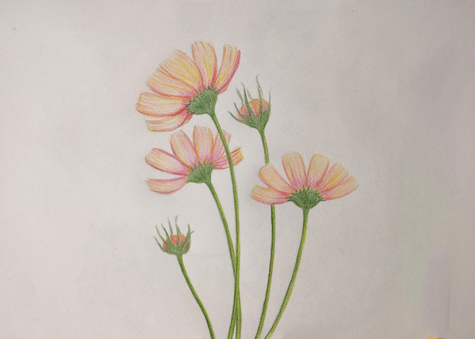 整理之前的绘画练习作品,分享一组彩色铅笔植物,花卉手绘练习