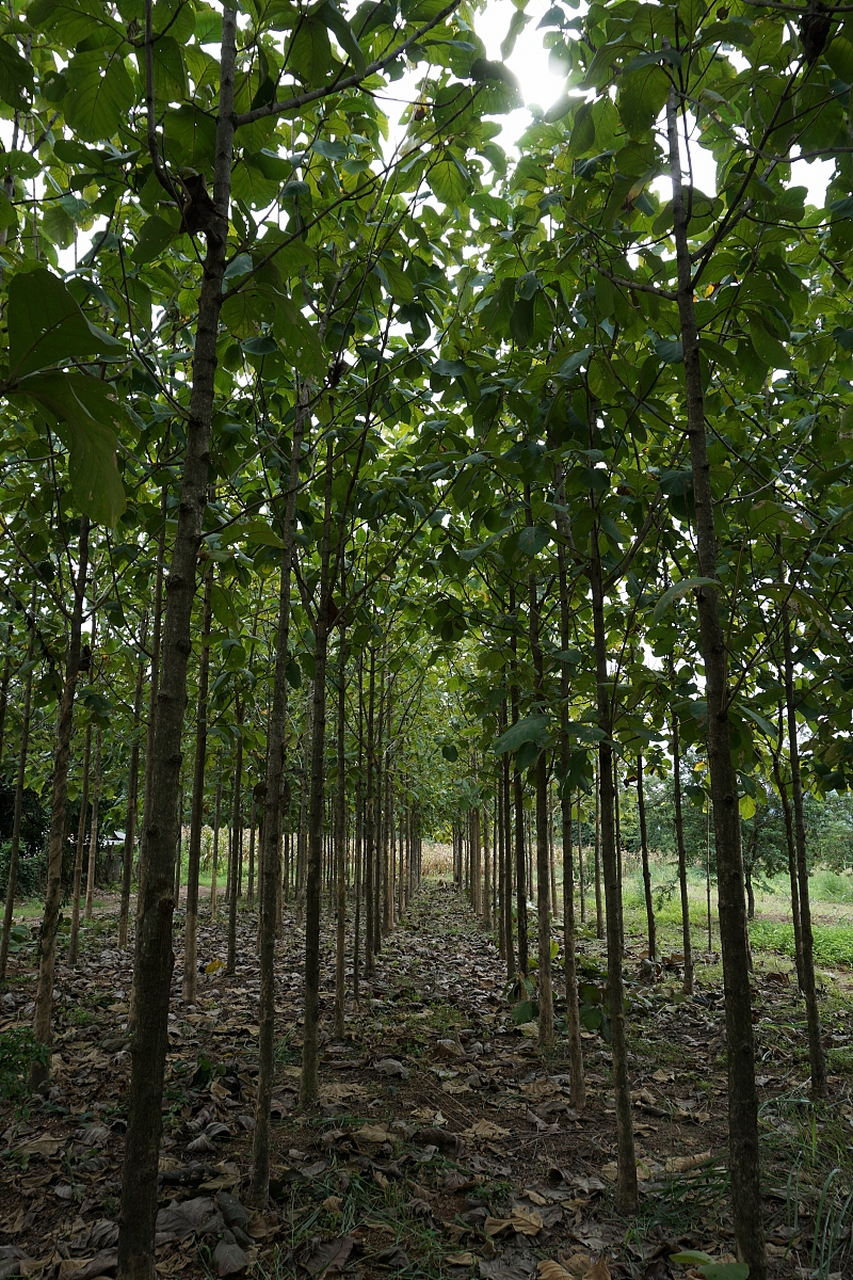 毛白杨生长迅猛,抗病虫不在话下;青杨行家里手,水土保持小能手.