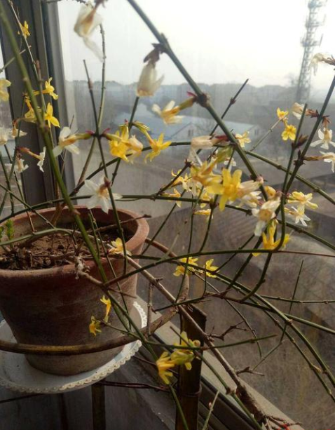 盆栽迎春花修剪有3要素,花后及时剪,株型美,下次开花翻倍