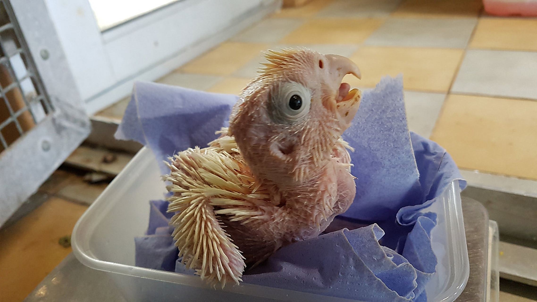 摘要:玄凤雏鸟的绿色成型便便可能与其饮食中的某些成分有关,如蔬果和