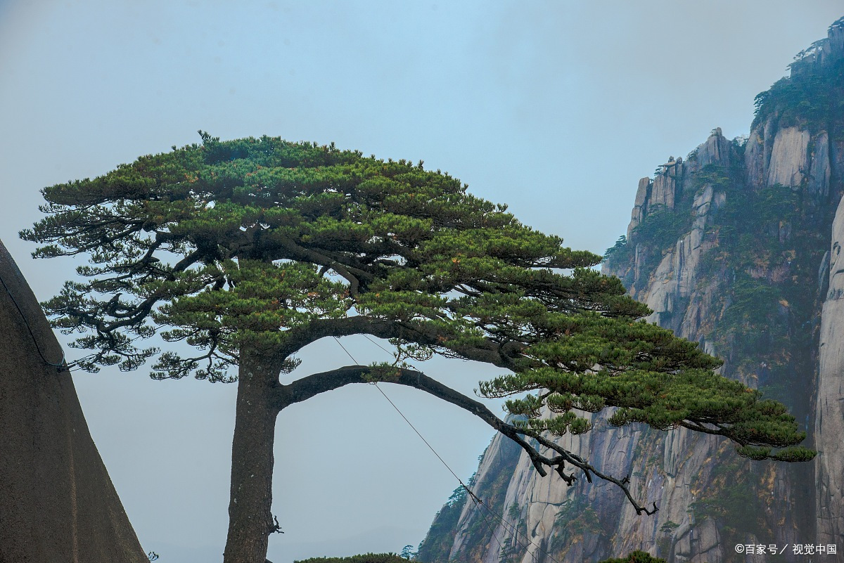 关于寿比南山不老松的诗句