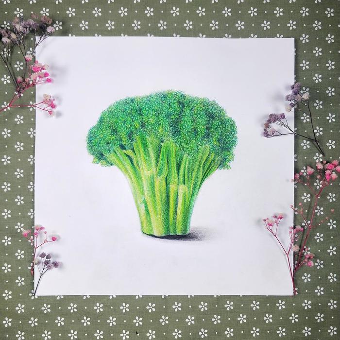 彩铅教程:西兰花质感的表现以及补色的了解