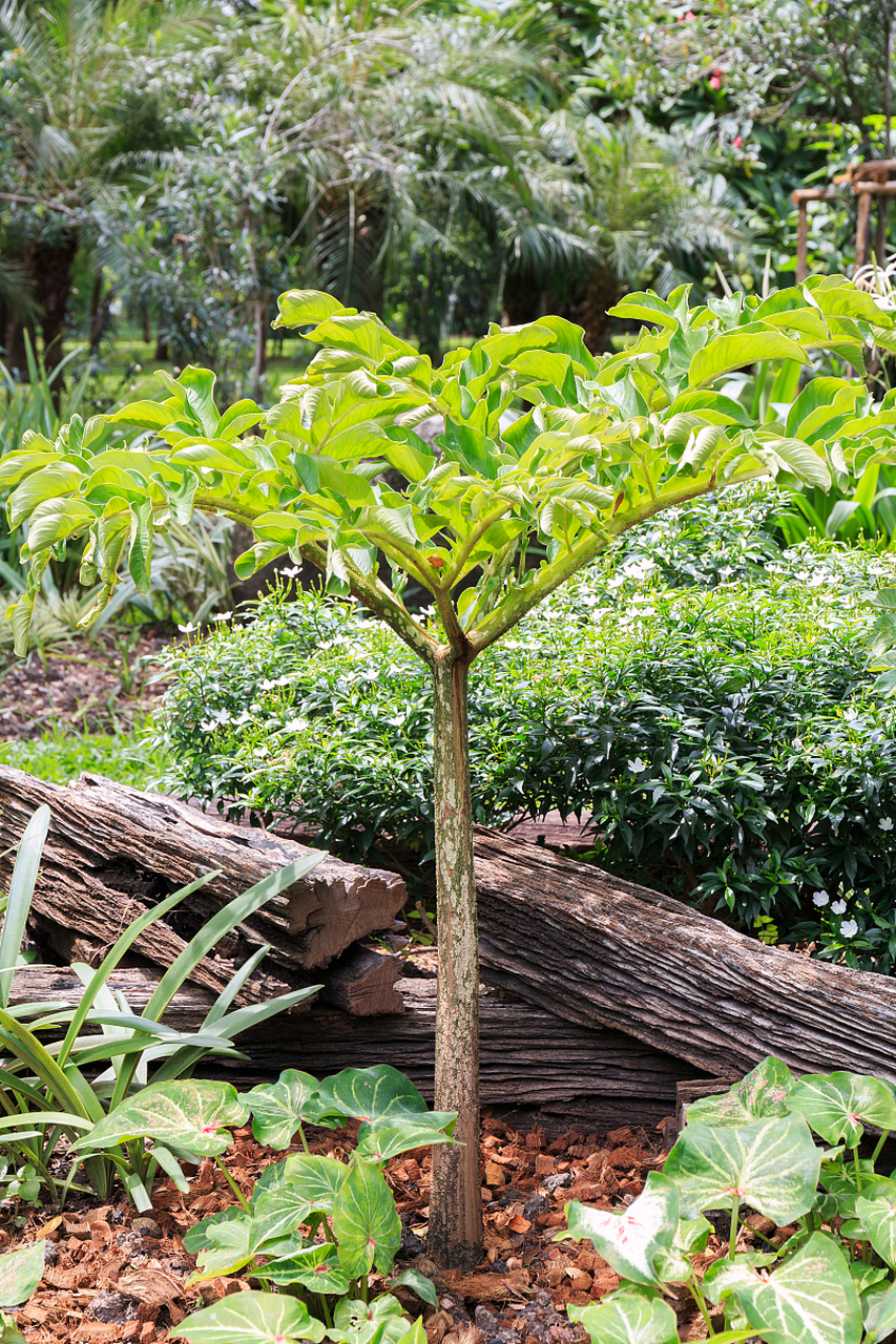 市面上流行种植的奇楠品种都是绿奇楠,跟传统的分类