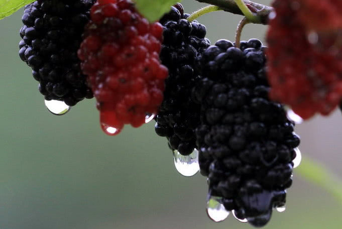 如果吃果子不洗会怎样?这个农村常见的黑色野果子了解一下