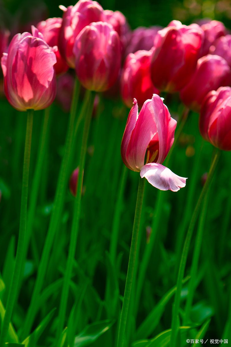 荷兰的郁金香泡沫