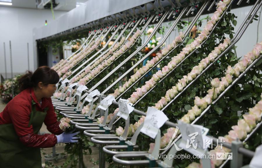 云南弥勒鲜花飘香