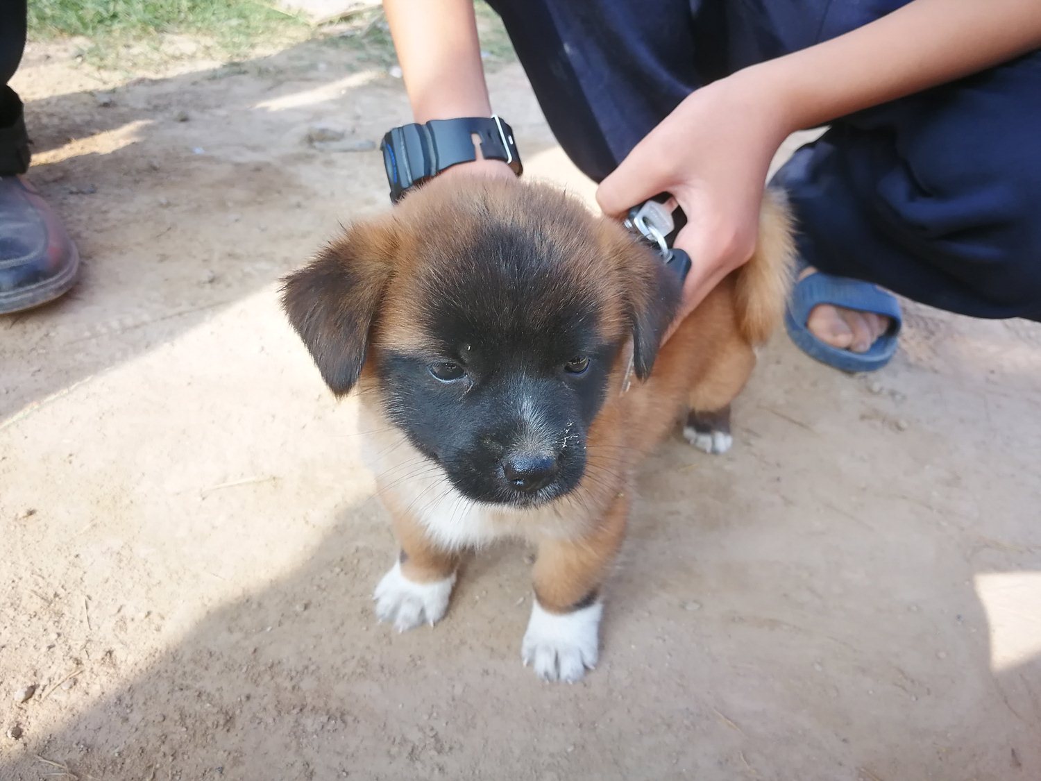 中华品种犬,田园犬小奶狗,四只踏雪的白蹄,活泼可爱,田园犬有着诸多