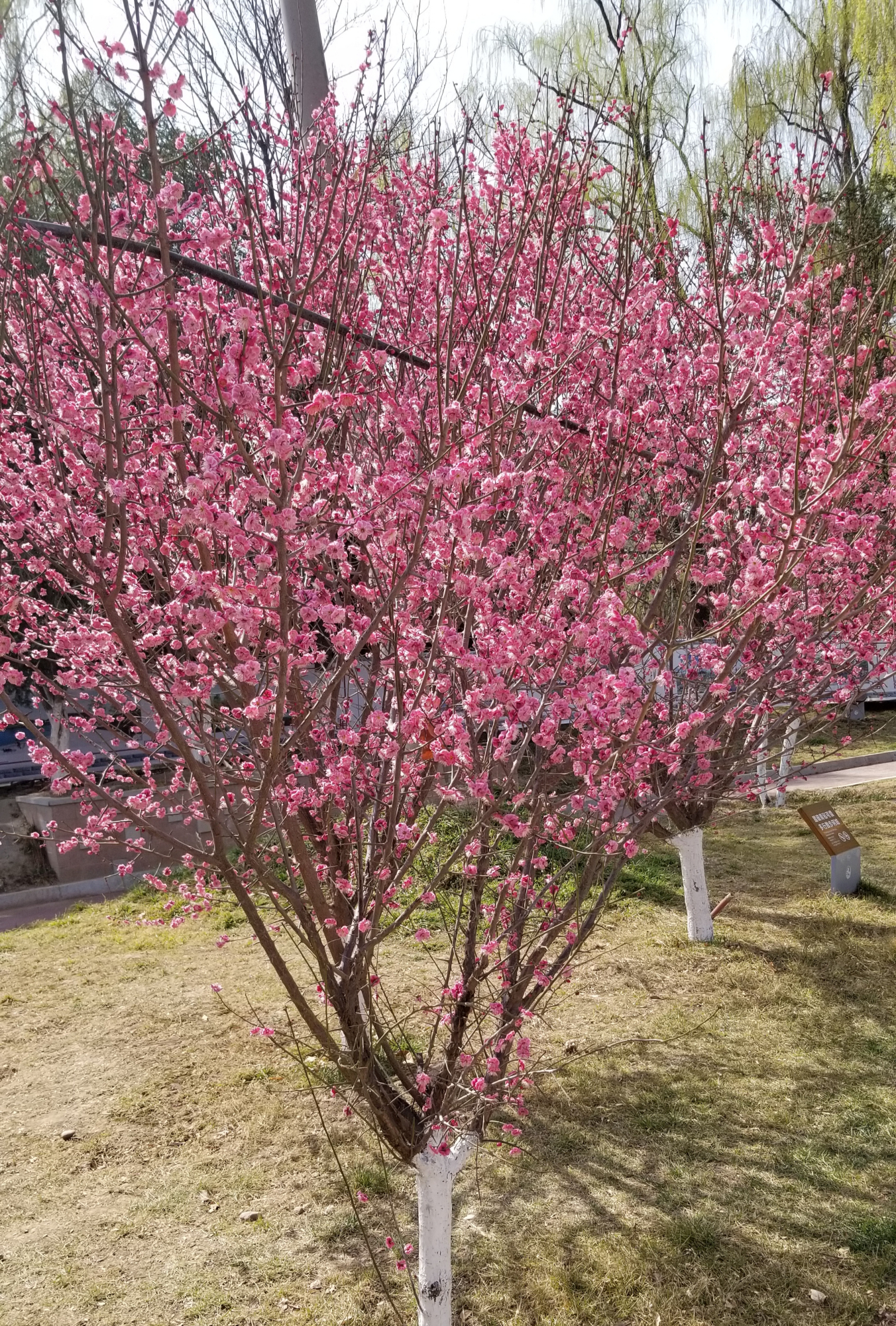 梅花嫁接 - 2020年最新商品信息聚合专区 - 百度爱采购