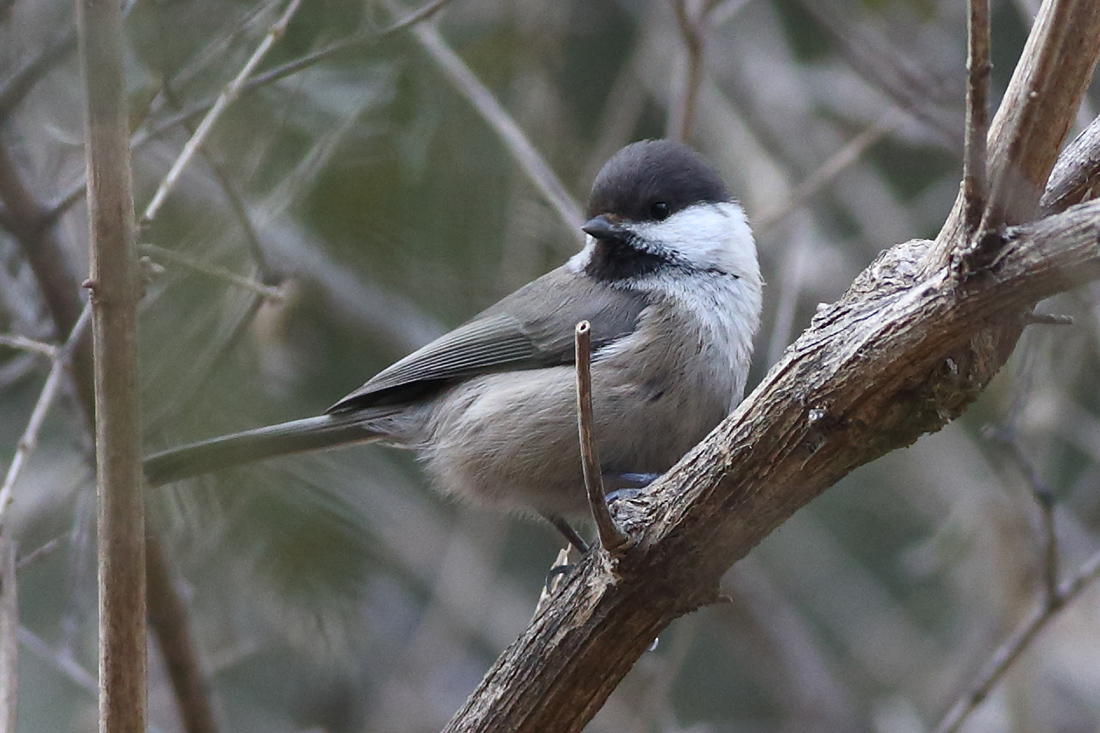 蹲守在灰头山雀出入的地方