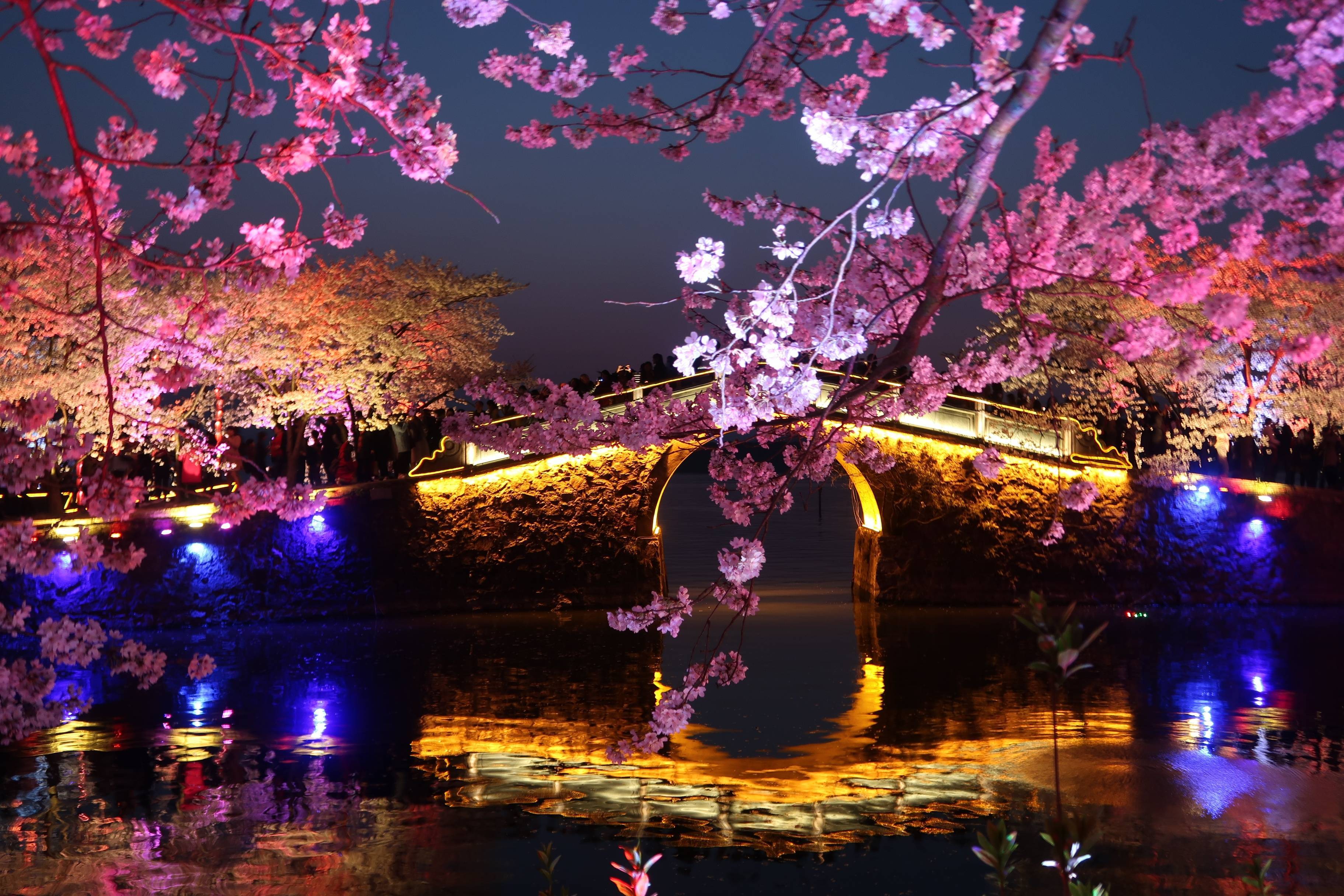 岁岁樱花树树春,皎洁月光缕缕风.人间最美是四月,清香弥漫山林中.