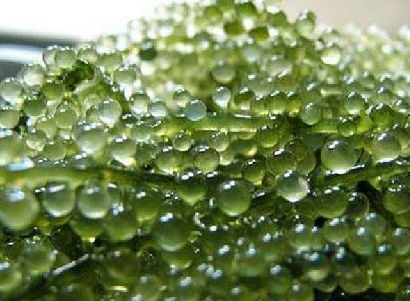 生长在水中的"水葡萄",一斤能卖上百元,尤其是女生要多吃!