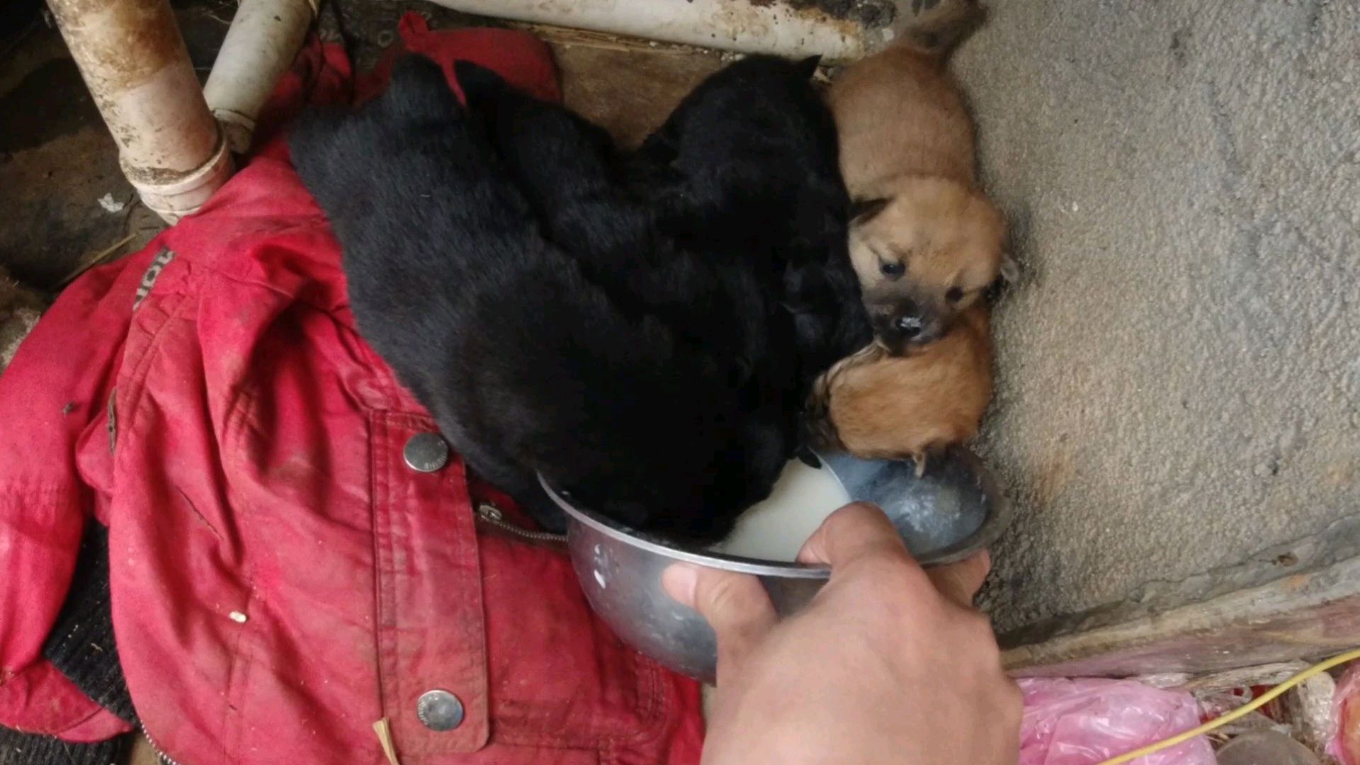 小母狗奶水不足,泡点羊奶粉六条小狗崽很快就吃完了
