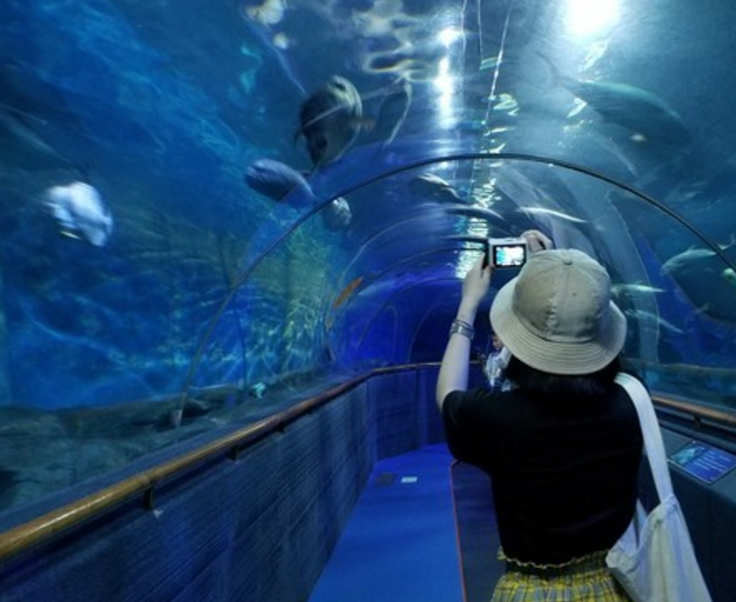 旅游:它是全国展出鱼类品种最全的水族馆,有"海底龙宫"的美称