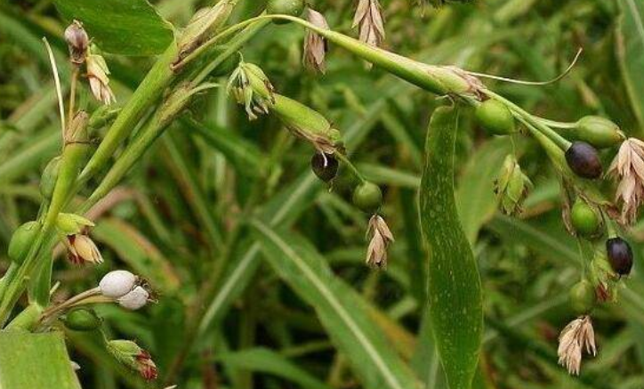 农村一草俗称"来尿珠",曾被农民做门帘,如今最高卖30元一斤