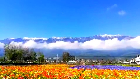 嗨哩文旅 大理云海芳草 连日雨后,更见形胜花美