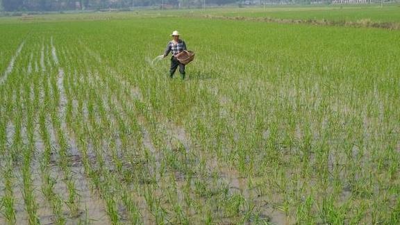 水稻地施肥,这3个施肥原则要掌握,不妨了解一下