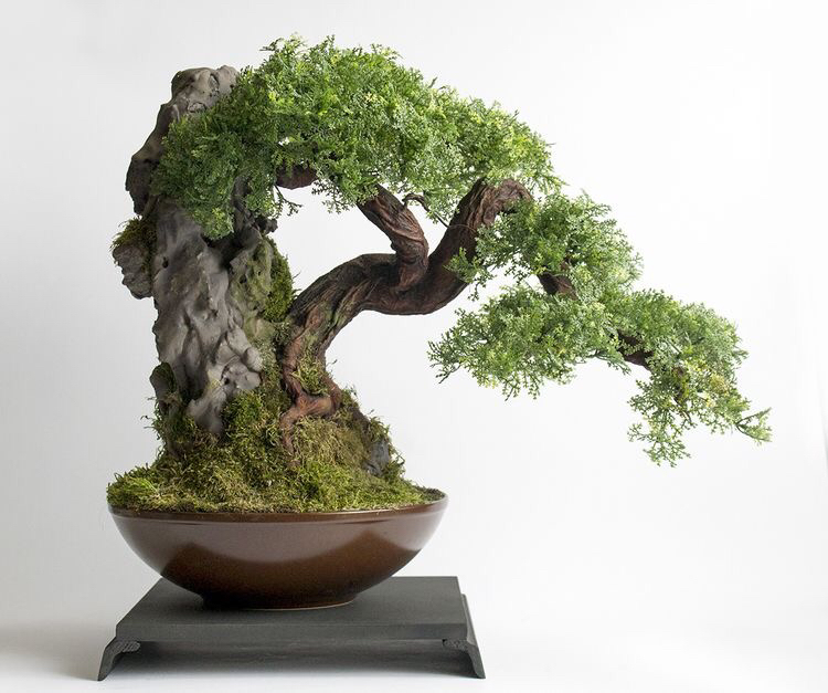 精品老桩盆景欣赏!造型美观,气质卓然!