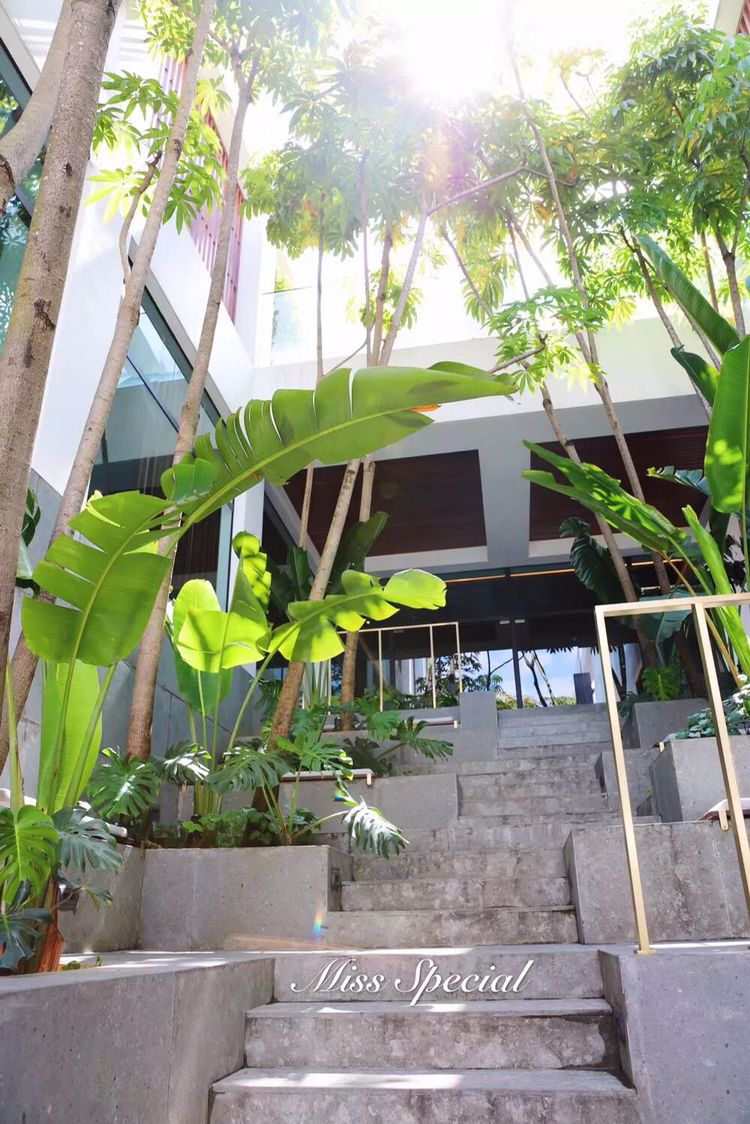 楼梯旁是高大的绿色植物,抬头是玻璃幕顶,周围是落地的玻璃护墙,明媚