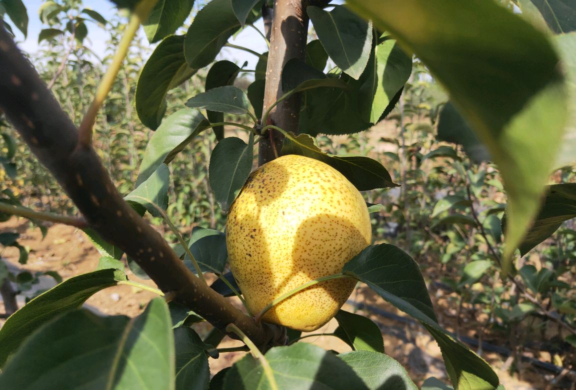 百度爱采购首页 商品专题_梨树苗梨是我国第二大水果