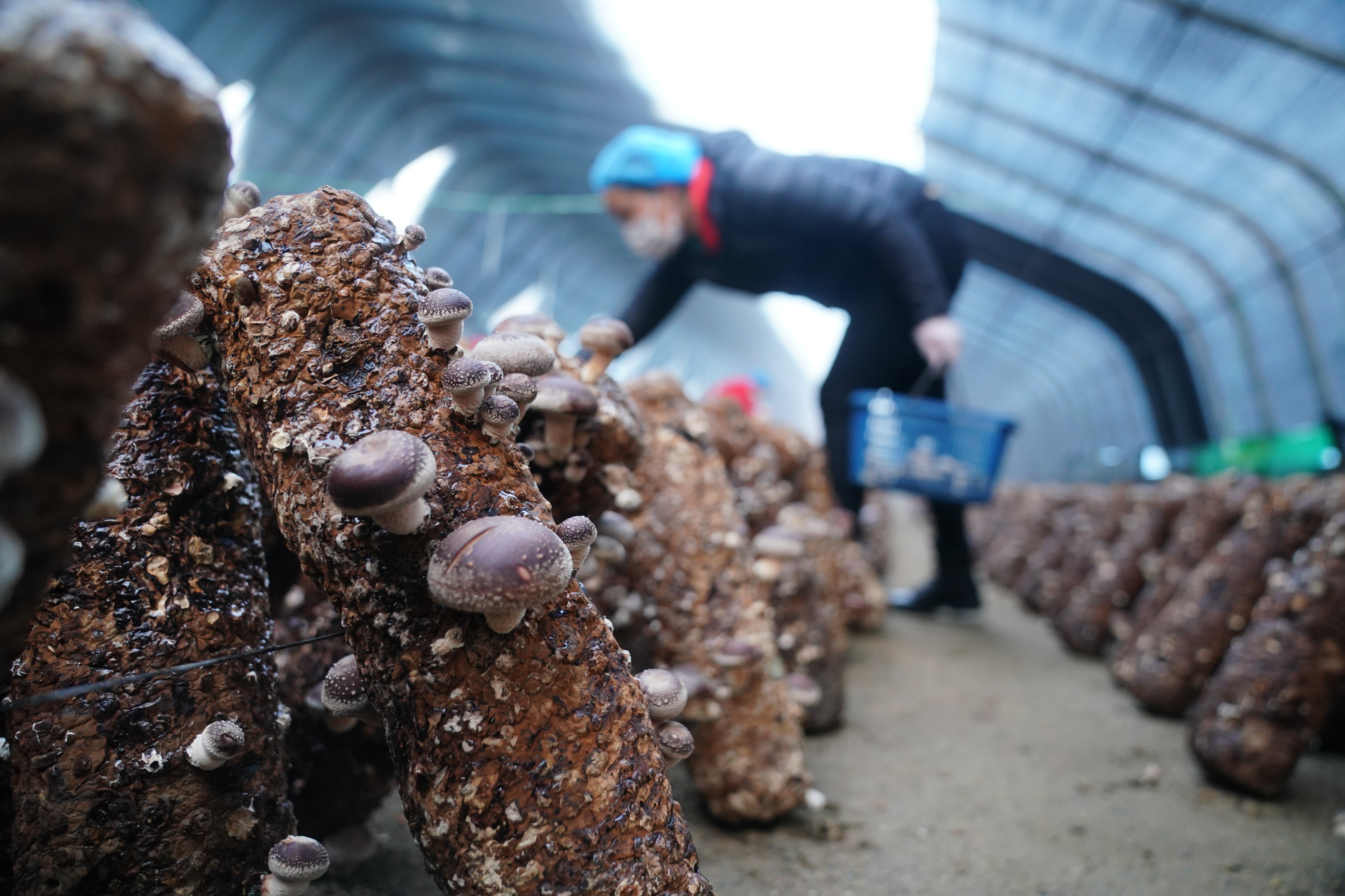 河北临城:香菇种植助力山区农民增收(2)