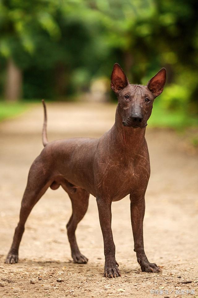 没毛的墨西哥无毛犬,你会喜欢吗