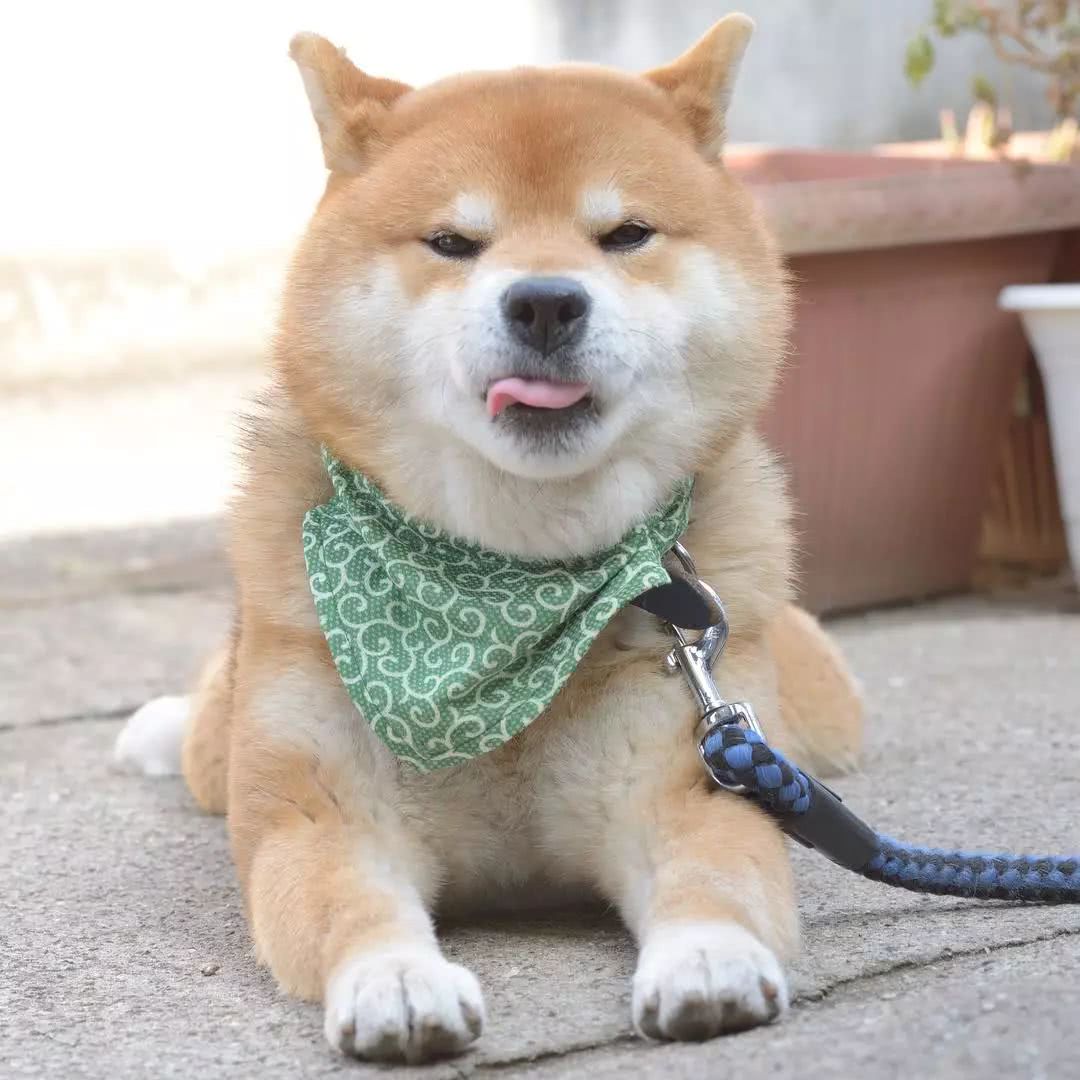 柴犬拉完粑粑后的高抬腿,这是什么新式的舞蹈?怎么看像抽筋啊!