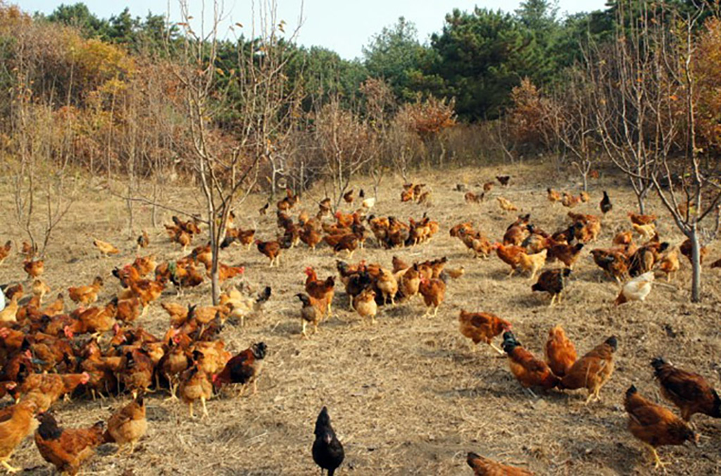 在养殖鸡的时候,如果出现疾病会迅速传染,要学会如何诊断疾病