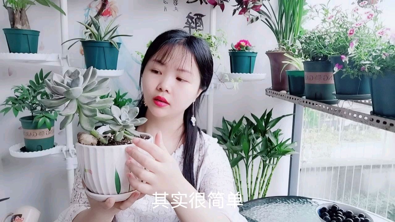网友:多肉叶片长得很多,想要繁殖小苗,怎么做?小露:很简单!
