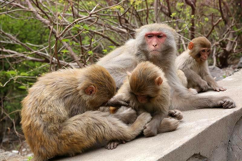 济源猴山五龙口,中华猕猴乐悠悠