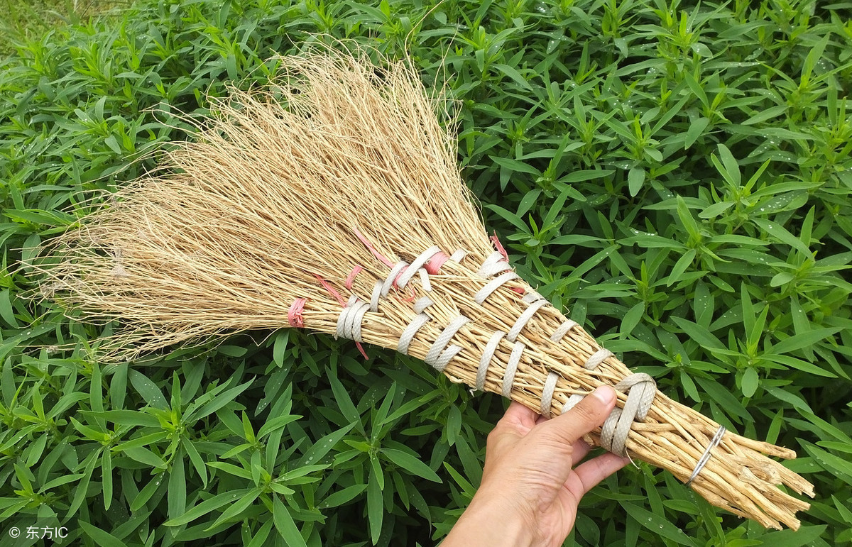 农村野菜搜集:扫帚苗不起眼,用途不容小觑
